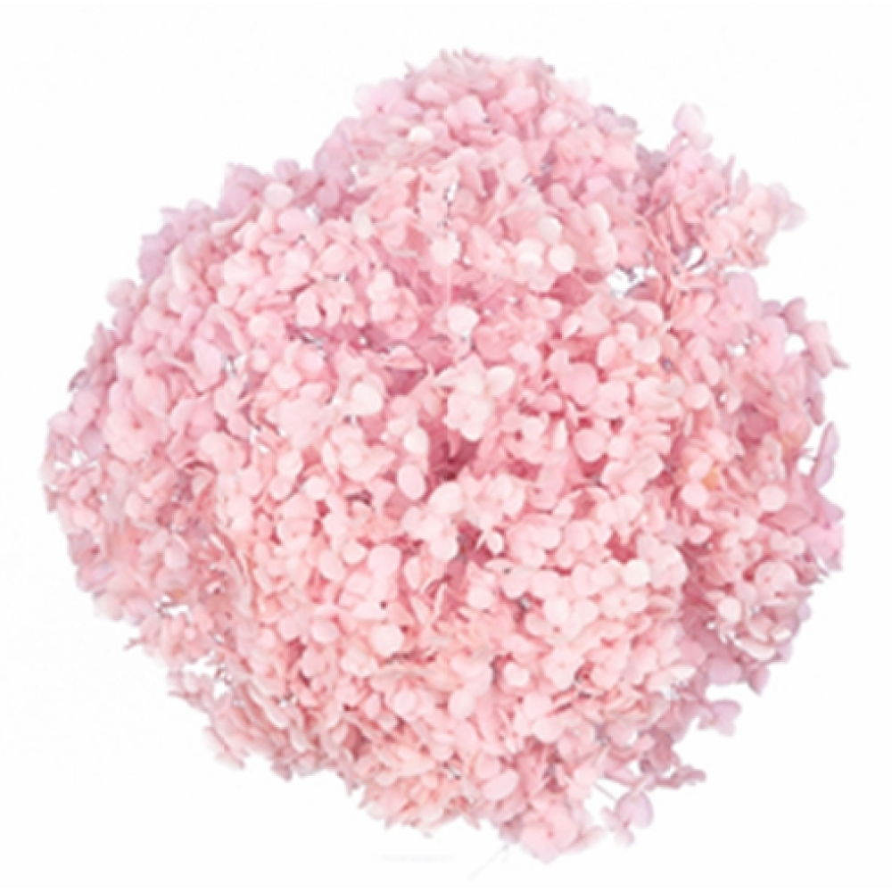 Pink Dried Hydrangea | Wholesale Flowers